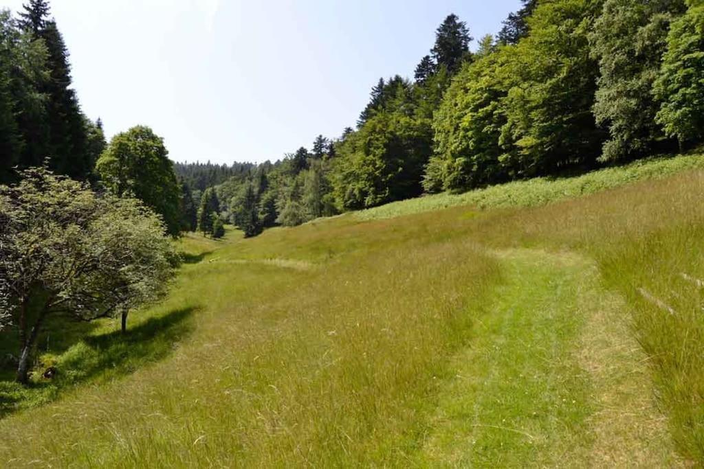 Gite Hansel De La Ferme Du Schneeberg Wangenbourg-Engenthal Exteriör bild