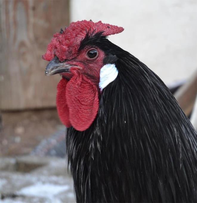 Gite Hansel De La Ferme Du Schneeberg Wangenbourg-Engenthal Exteriör bild