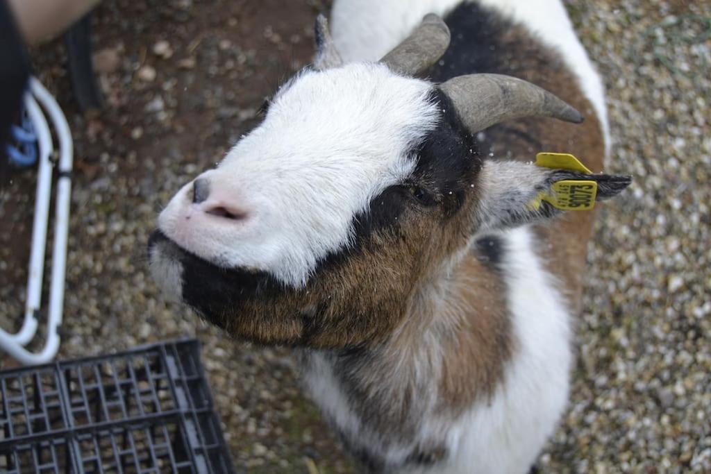 Gite Hansel De La Ferme Du Schneeberg Wangenbourg-Engenthal Exteriör bild