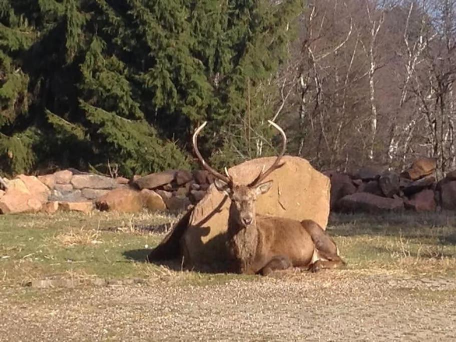 Gite Hansel De La Ferme Du Schneeberg Wangenbourg-Engenthal Exteriör bild